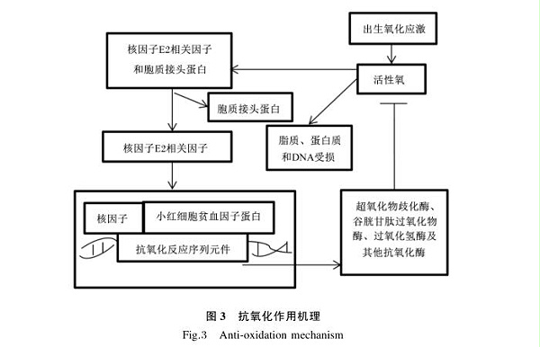 水解单宁酸的作用机制及其在畜禽生产中的应用进展3