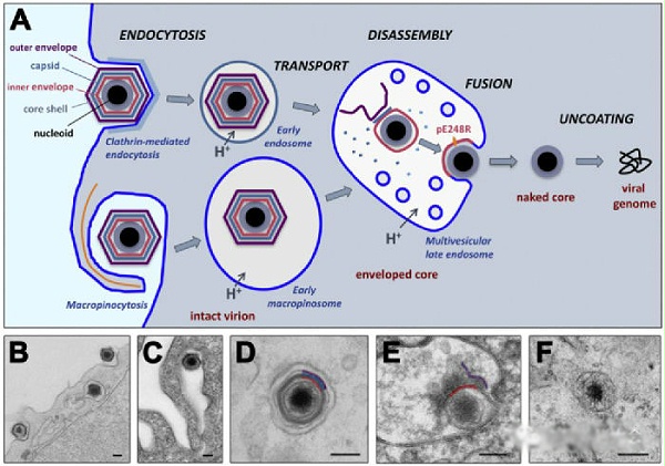 ASFV进入细胞和脱壳的工作模式（Andrés 2017）