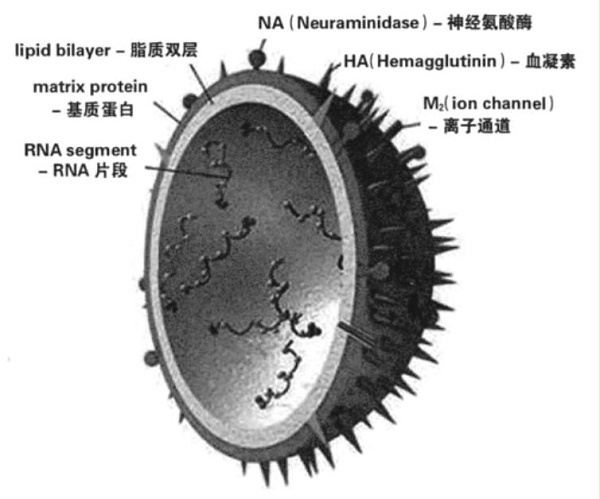 水解单宁酸对动物营养与健康的积极作用4