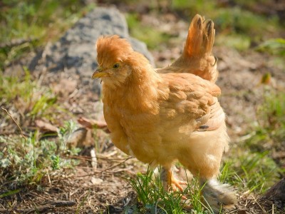 植物多酚对黄羽肉鸡抗氧化性能、肠道形态及肉品质的影响