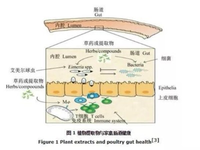 植物提取物对家禽肠道健康的调控及其作用机制